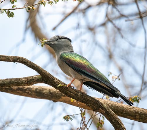 Cuckoo-roller