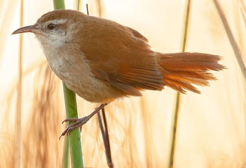Curve-billed Reedhaunter