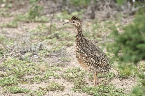 Curve-billed Tinamou