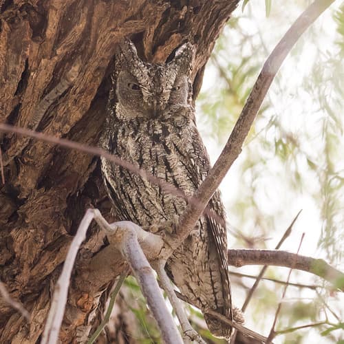 Cyprus Scops Owl