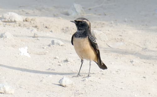 Cyprus Wheatear