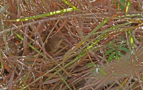 Dalat Bush Warbler