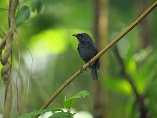 Damar Flycatcher