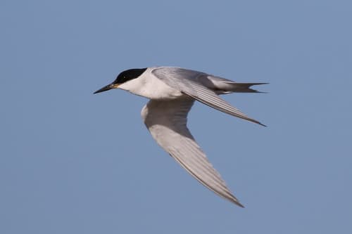 Damara Tern