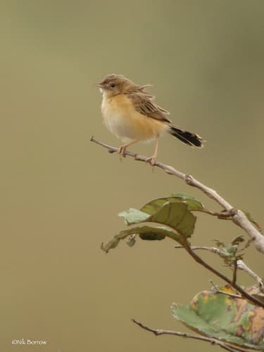 Dambo Cisticola