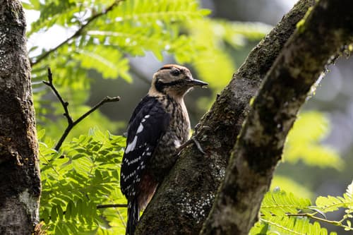 Darjeeling Woodpecker