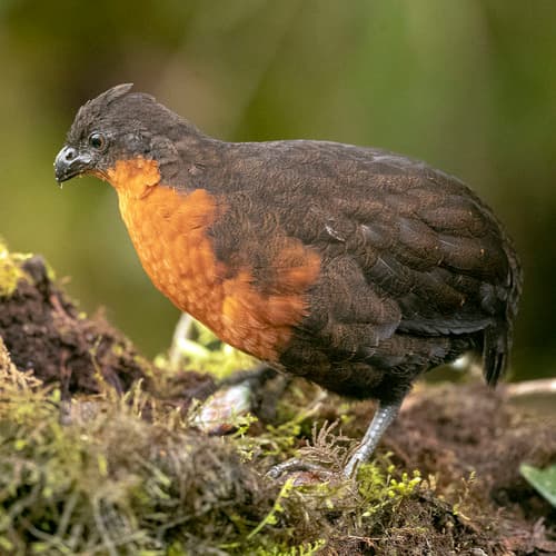 Dark-backed Wood-Quail