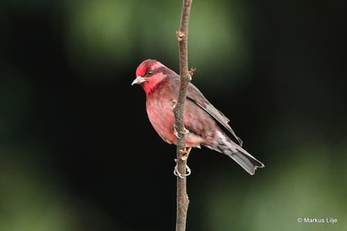 Dark-breasted Rosefinch