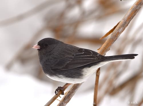 Dark-eyed Junco