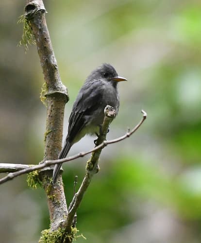 Dark Pewee