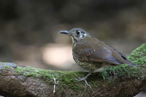 Dark-sided Thrush