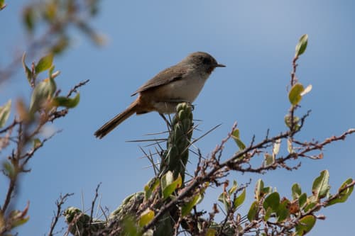 Dark-winged Canastero