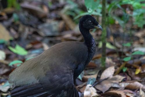 Dark-winged Trumpeter