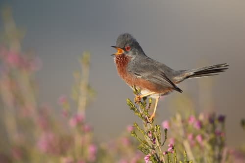 Dartford Warbler