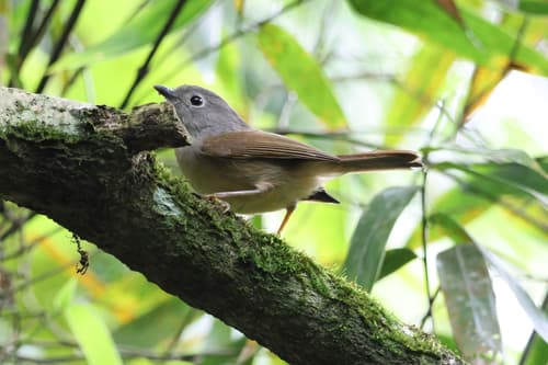 David's Fulvetta