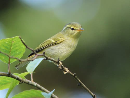 Davison's Leaf Warbler