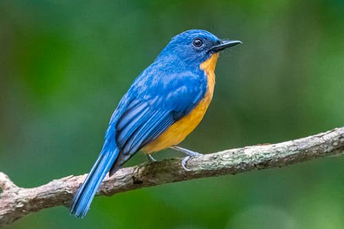 Dayak Blue Flycatcher