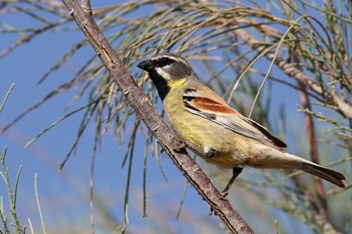 Dead Sea Sparrow