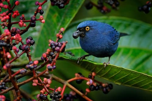 Deep-blue Flowerpiercer
