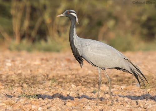 Demoiselle Crane