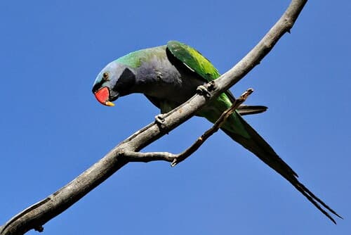 Derbyan Parakeet