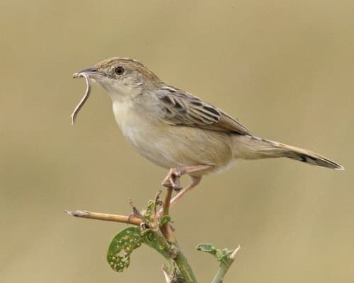 Desert Cisticola
