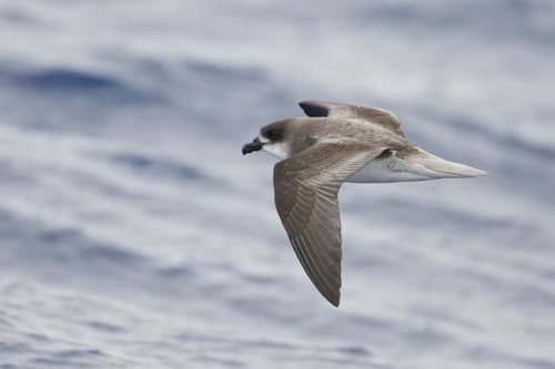 Desertas Petrel