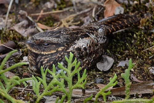 Diabolical Nightjar