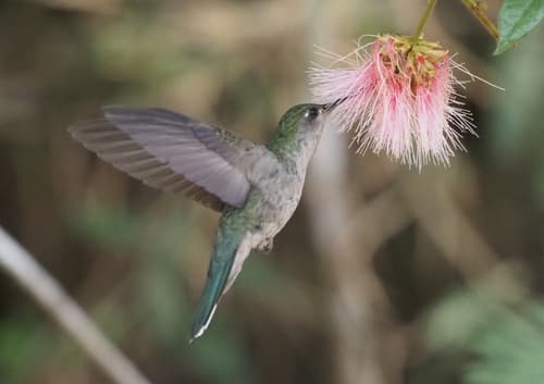 Diamantina Sabrewing