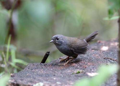 Diamantina Tapaculo