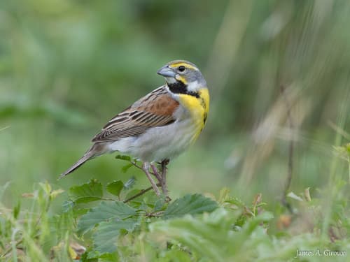 Dickcissel