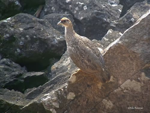 Djibouti Spurfowl