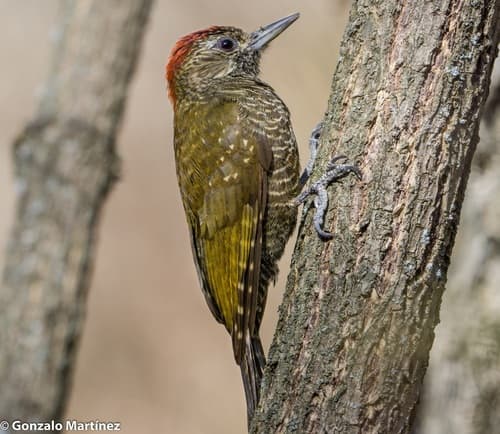 Dot-fronted Woodpecker