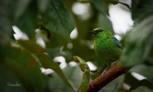 Dotted Tanager