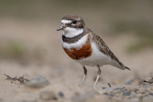 Double-banded Plover