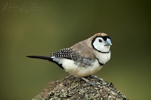 Double-barred Finch