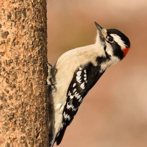 Downy Woodpecker