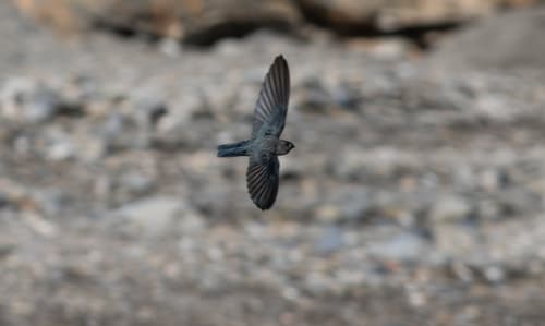 Drab Swiftlet