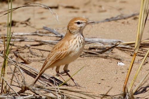Dune Lark