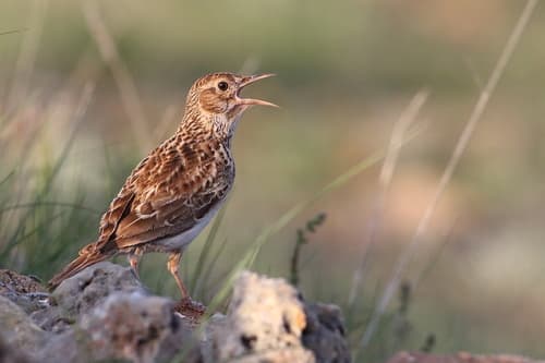 Dupont's Lark