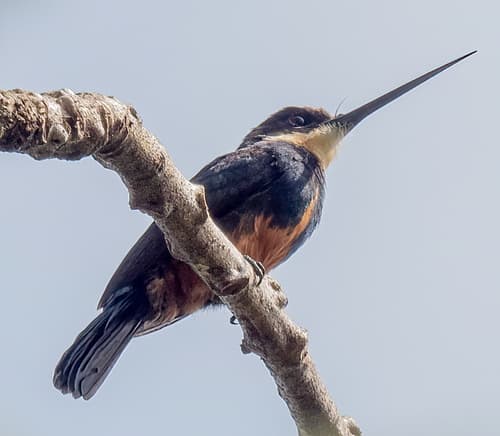 Dusky-backed Jacamar