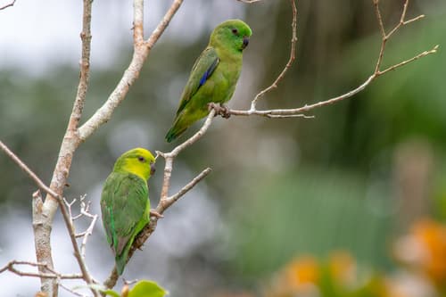 Dusky-billed Parrotlet
