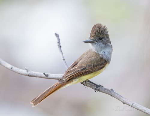 Dusky-capped Flycatcher