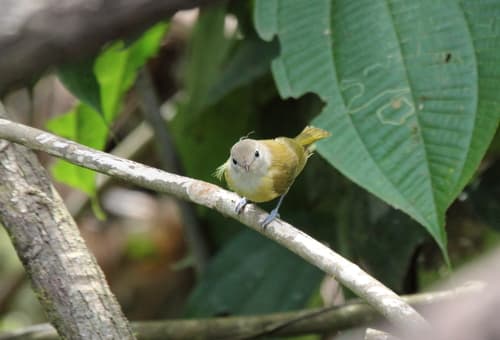 Dusky-capped Greenlet