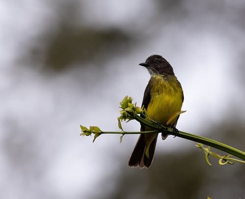 Dusky-chested Flycatcher