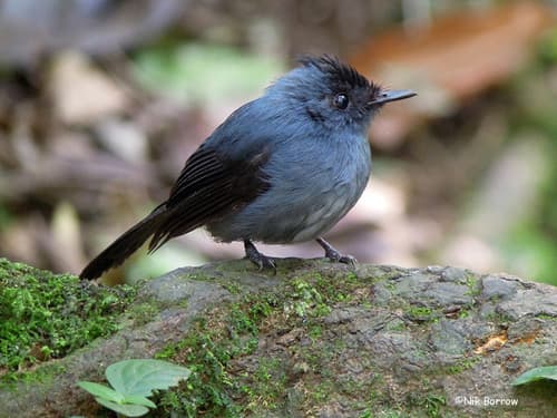 Dusky Crested Flycatcher