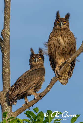 Dusky Eagle-Owl
