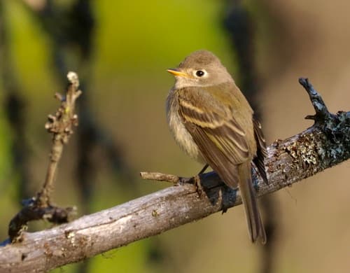 Dusky Flycatcher