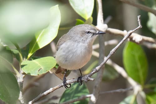 Dusky Gerygone