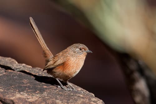 Dusky Grasswren